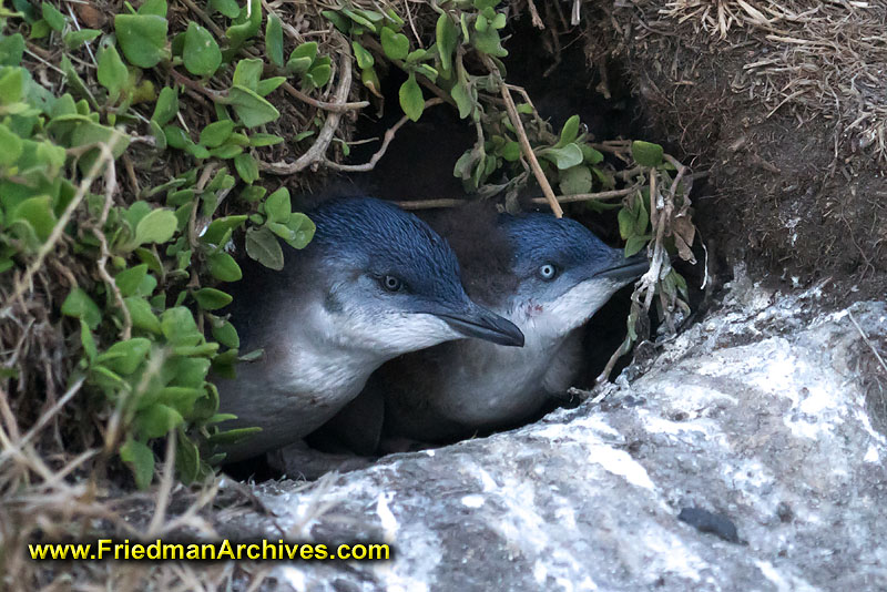 birds,blue penguins,nest,nesting,babies,baby,young,